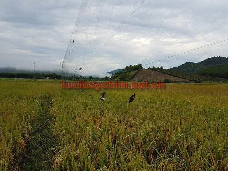 lưới bẫy chim sẽ
