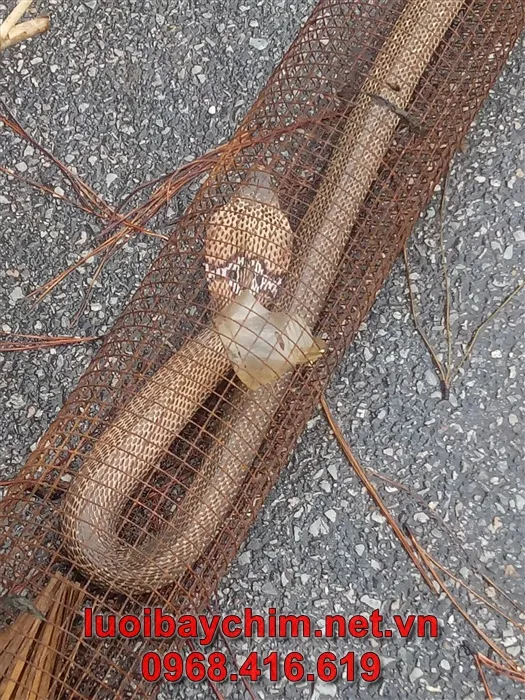 Bán lưới bẫy Rắn