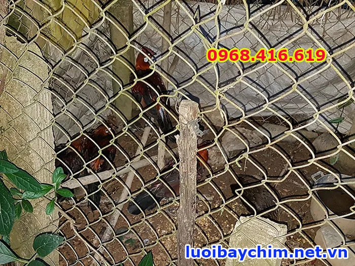 Cách bẫy gà rừng bằng lưới