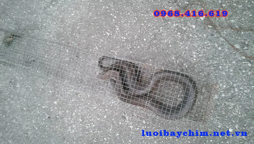 Địa chỉ bán lưới bẫy rắn