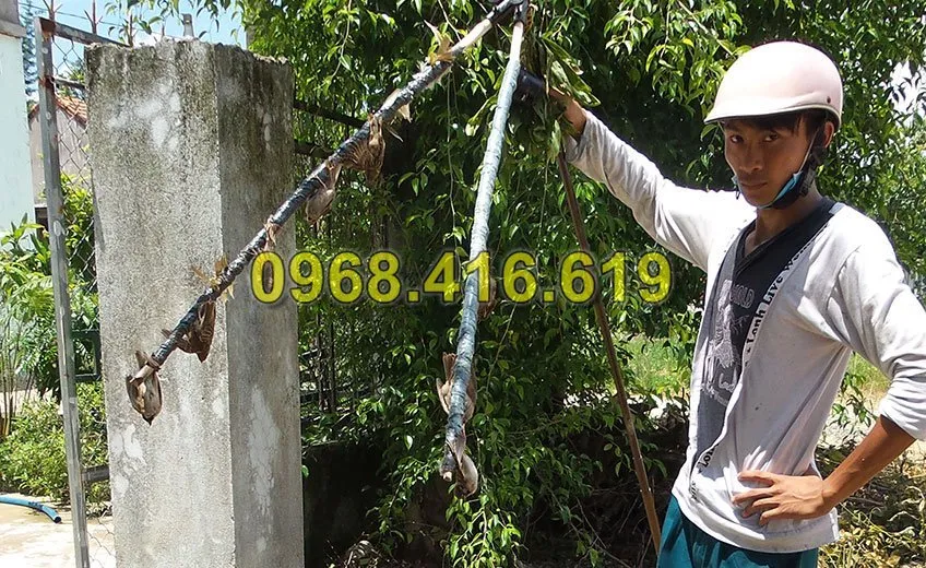 keo dính chim giá rẻ