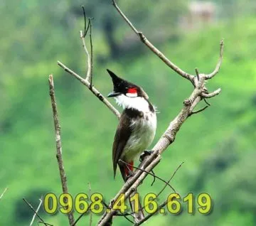 Lưới bẫy chim chào mào