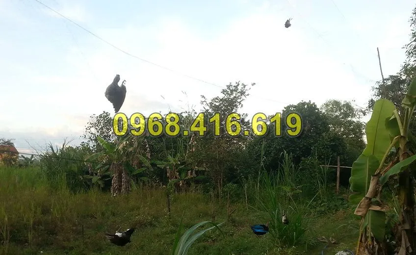 Lưới bẫy chim cu