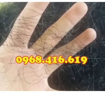 Lưới bẫy chim đêm