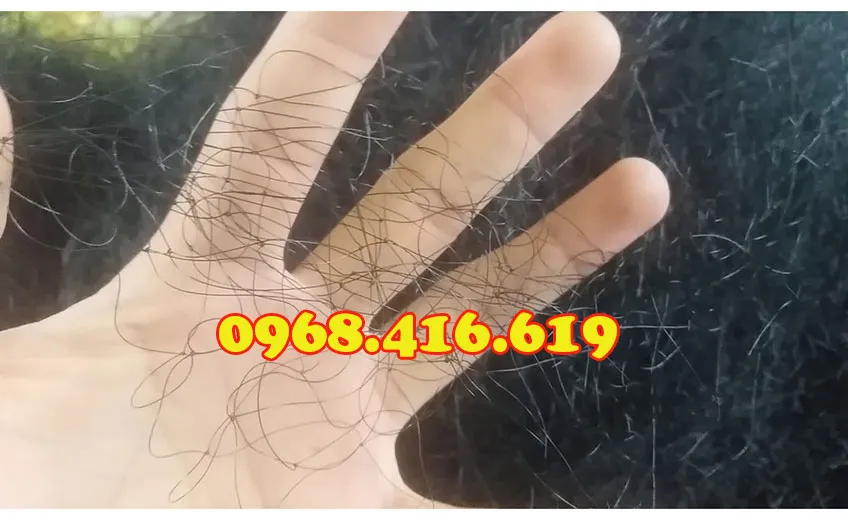 Lưới bẫy chim đêm