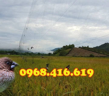 Lưới bẫy chim sắc ô
