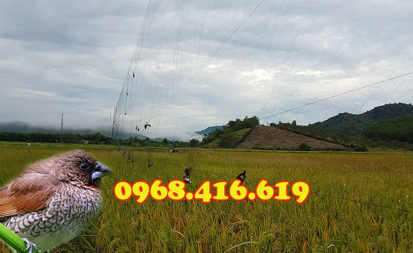 Lưới bẫy chim sắc ô