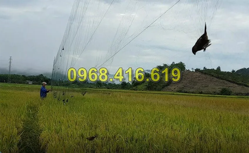 Lưới bẫy chim trời