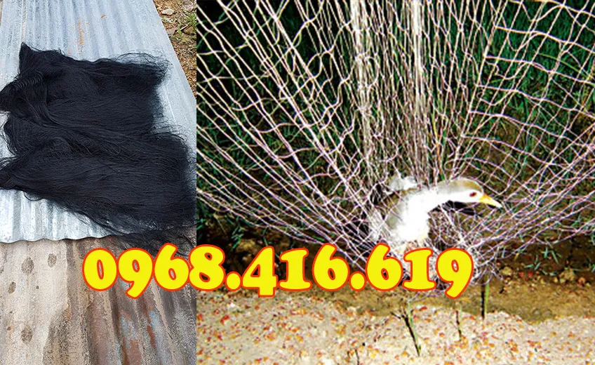 Lưới bẫy quốc