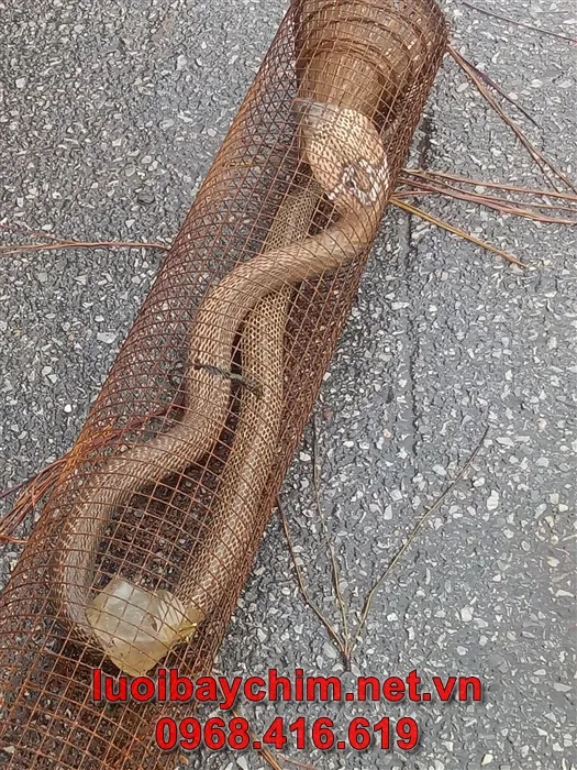 Sản xuất lưới bẫy rắn