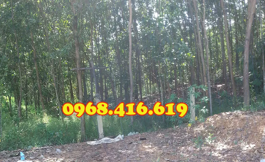 Lưới bẫy chim đem