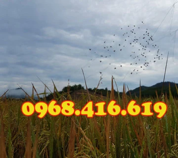 lưỡi bấy chim sẻ