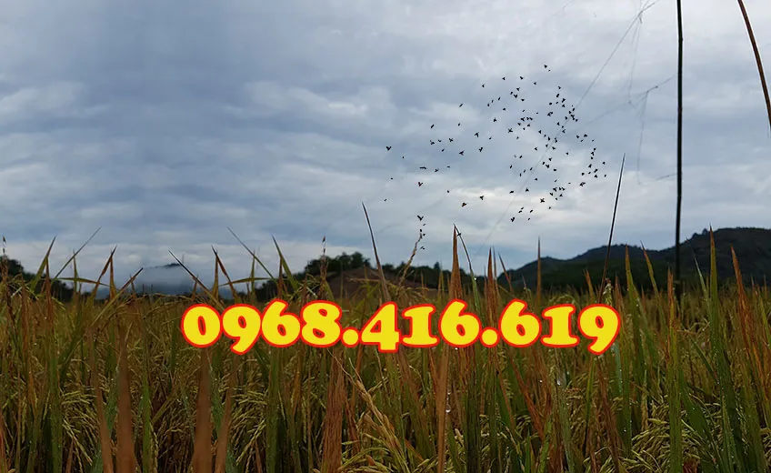 lưỡi bấy chim sẻ