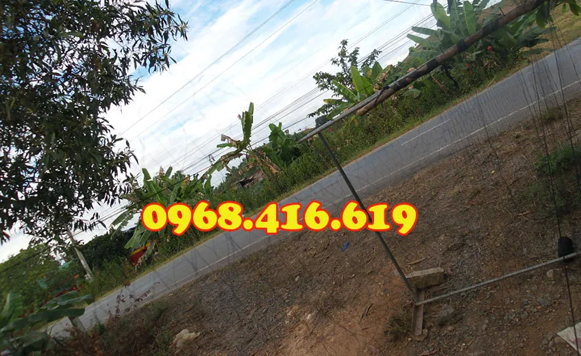 Bẫy chim bằng lưới