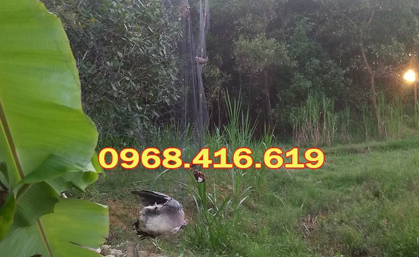 cách lắp lưới bẫy chim