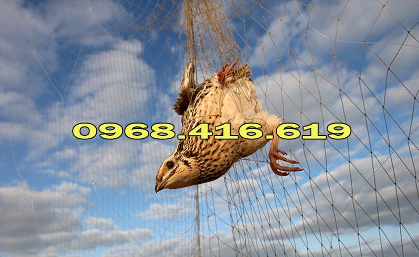 lưới bẫy chim cut