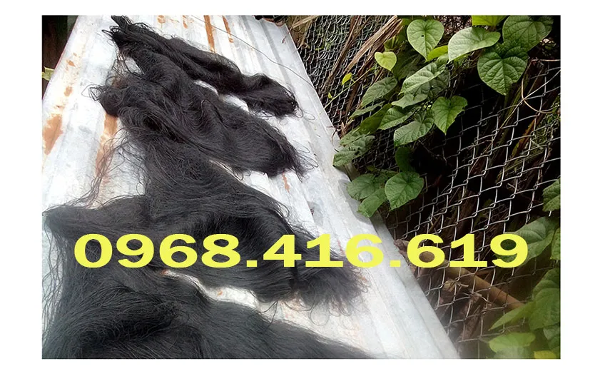 Lưới bẫy chim cút