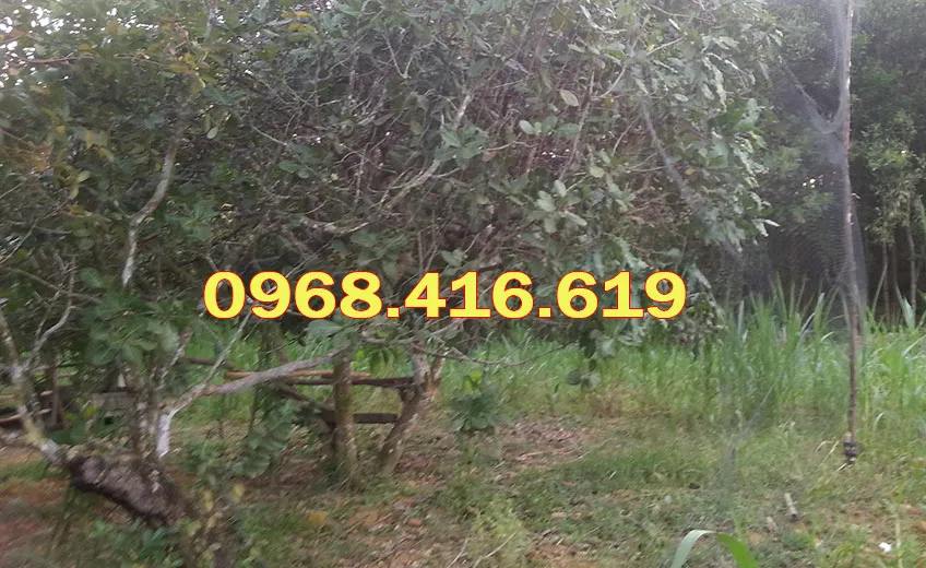 Lưới bẫy chim giá rẻ