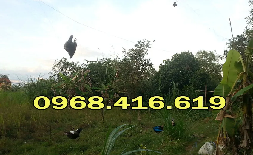 Lưỡi bẫy chim tàn hình