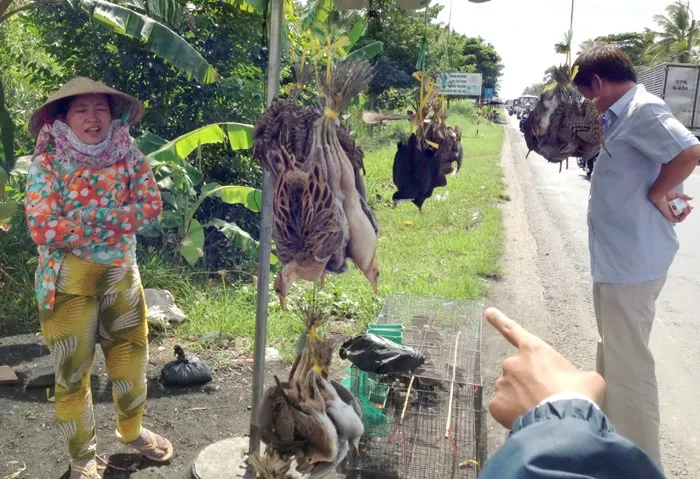 Bán chim dọc quốc lộ về cần thơ