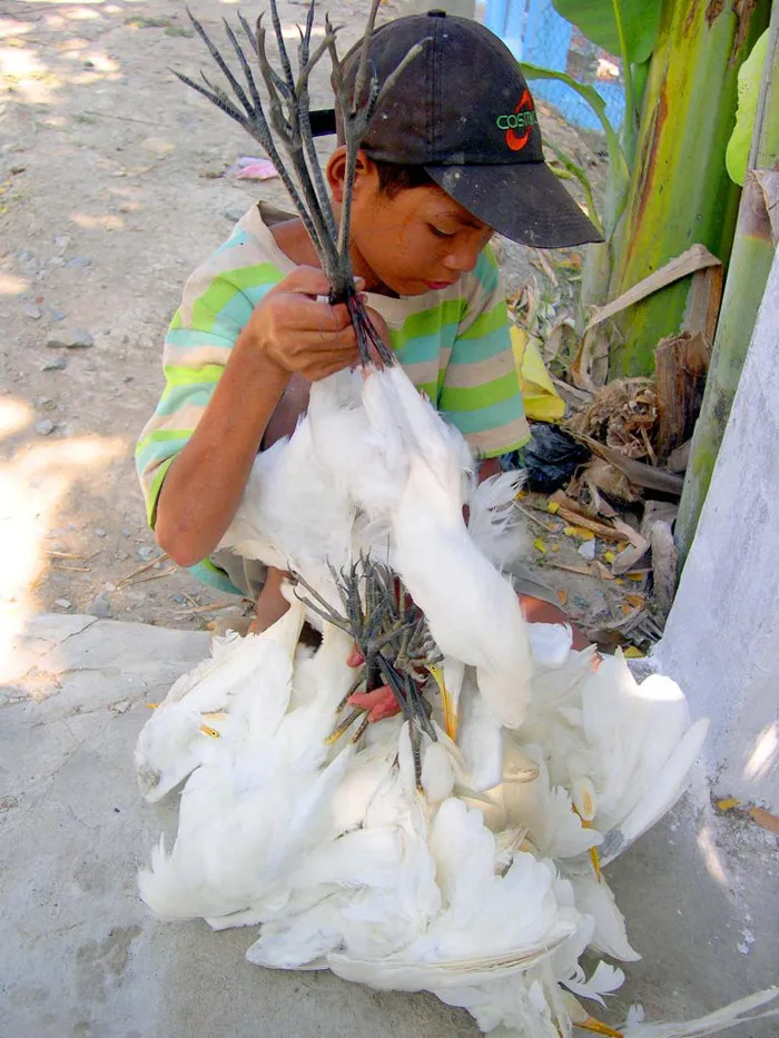 Cậu bé bán chim cò trắng