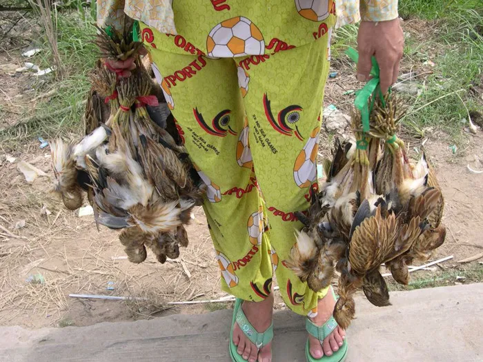 Chi nông dân giao chi cho khách