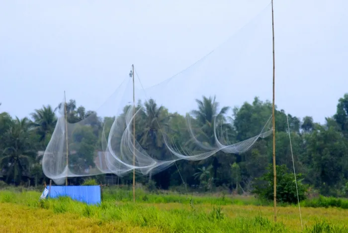 Chăng lưới bẫy chim trời