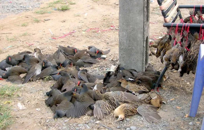 Hàng trăm con chim xa lưới