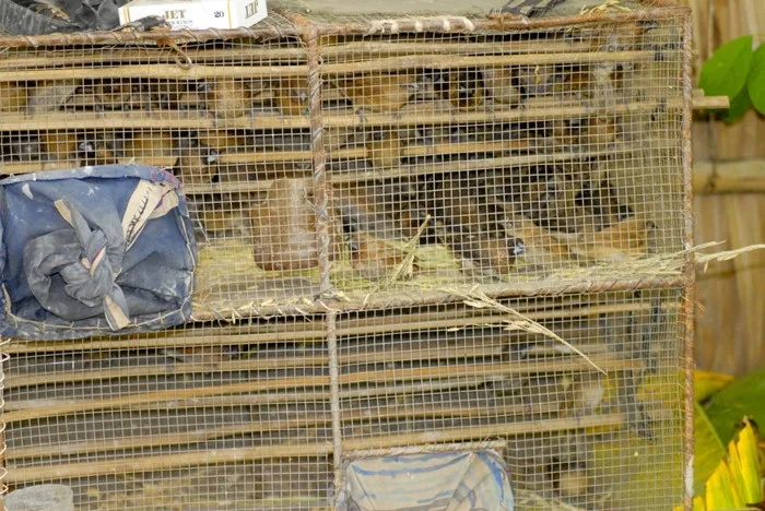 Lòng nhốt chim sắt, chim lá rụng