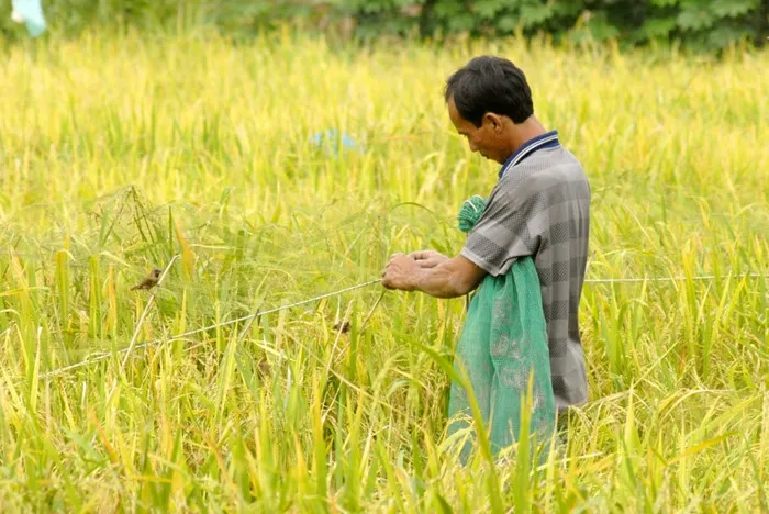Thợ săn đang thu lưới gỡ chim