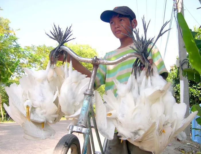 Trẻ em cũng đi bán chim