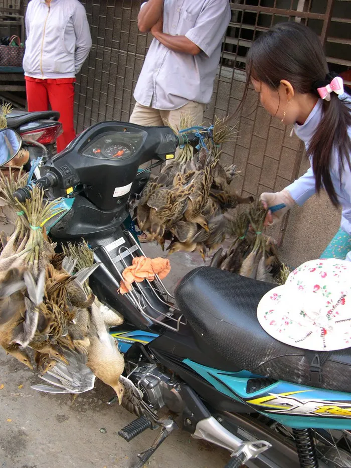 Sâu chim cò hàng chục con