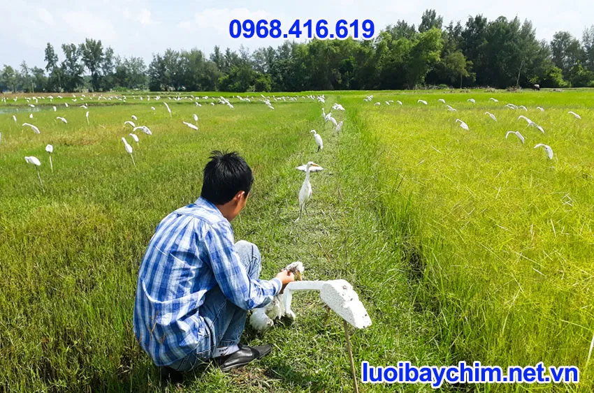 Cách Bẫy Cò Bằng Keo