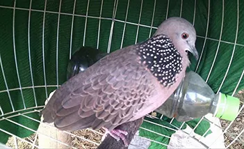 Tiếng chim cu gáy