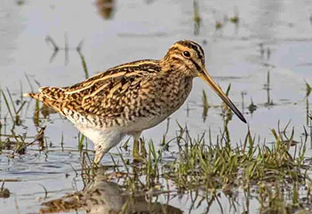 Tiếng Chim Dẽ Giun