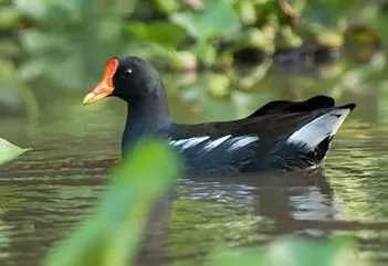 Tiếng gà nước chuẩn