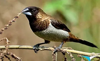 Tiếng Chim Sắc Ô