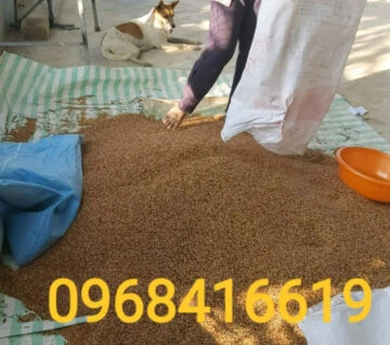 Co Thái Cho Chim Cu Gáy