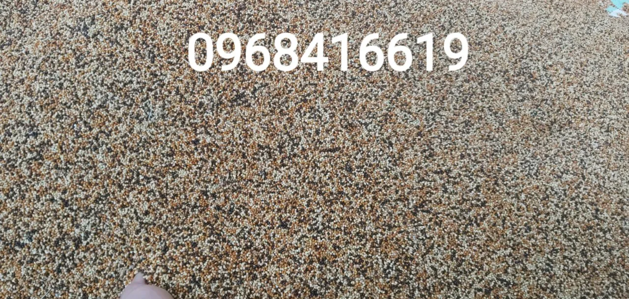 Cỏ Thái Bổ Sung Chất Dinh Dưỡng Cho Chim Cu Gáy