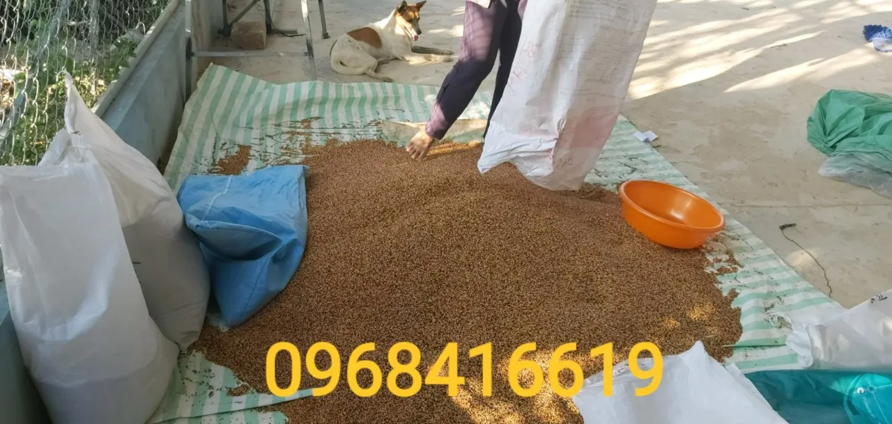 Cỏ thái Yến Linh Loại 1