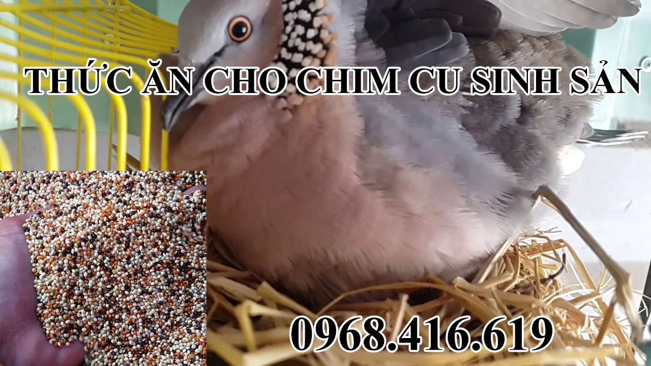 thức ăn cho chim cu gáy sinh sản