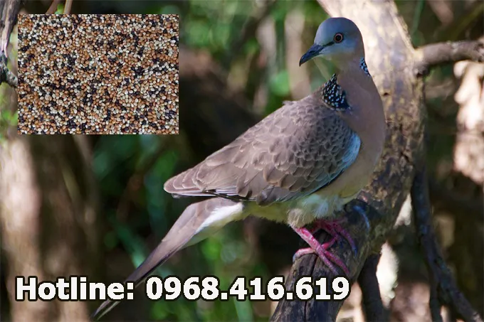 thuc-an-cho-chim-cu-gay-yen-linh