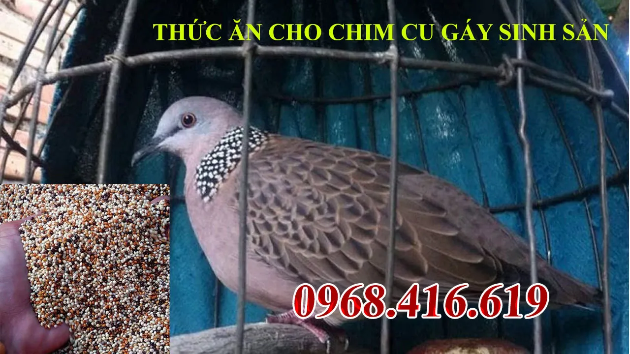 thức ăn cho chim cu sinh sản